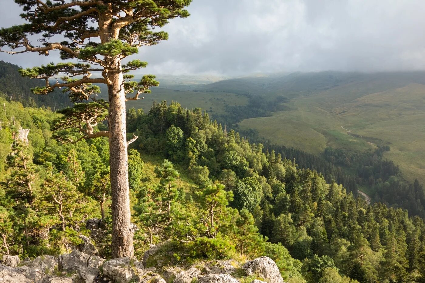 Уральские горы кедр сибирский. Лиственница сибирская larix sibirica. Уральские горы кедр сибирский. Кудрявая лиственница кужаново. Деревья урала.