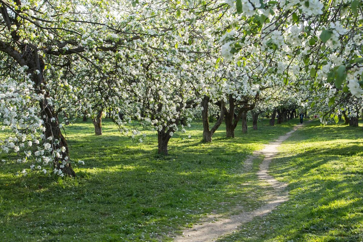 коломенское яблоневый сад. яблоневый сад чебоксары. яблоневый сад хорошее качество. яблони сад в ташкенте. яблоневый сад хорошее качество.