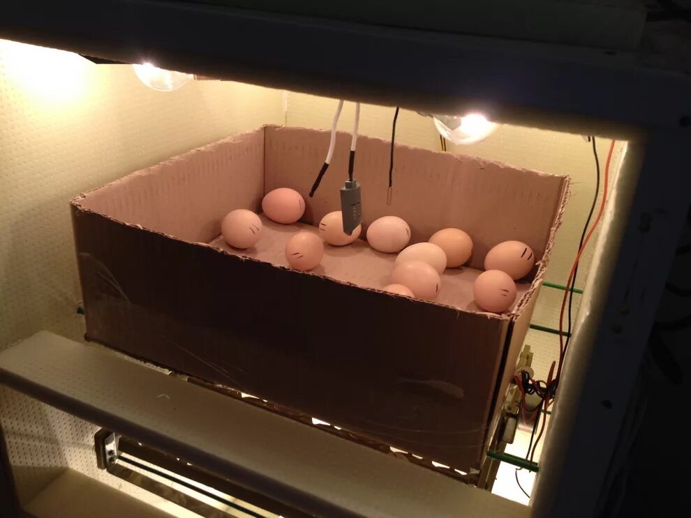 Лучшие инкубаторы для яиц для дома. Инкубатор для яиц. Куриный инкубатор. Самодельный инкубатор для куриных яиц. Женский инкубатор.
