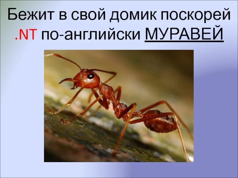Ant на английском. Слово муравей. Муравей на английском. Карточки по английскому языку мурав. Карточка для английского языка муравья.