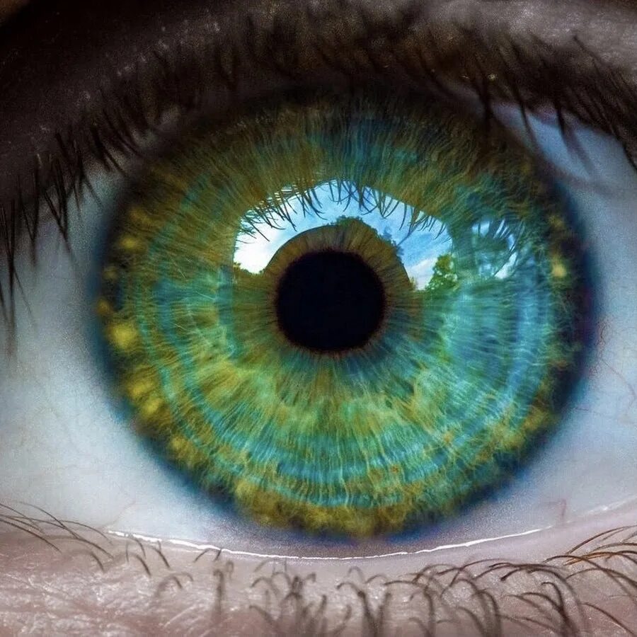 Зелено голубо желтые глаза. Голубо-зеленый цвет глаз. Болотный цвет глаз. Зеленая радужка глаз. Голубо зелено желтые глаза.