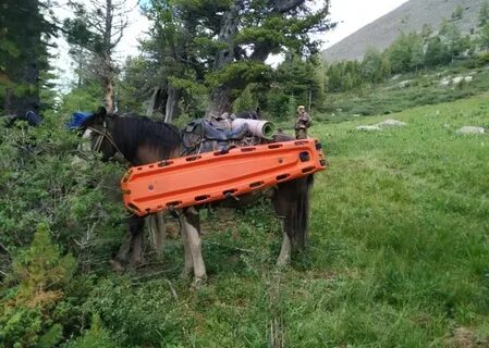 Новости алтай края