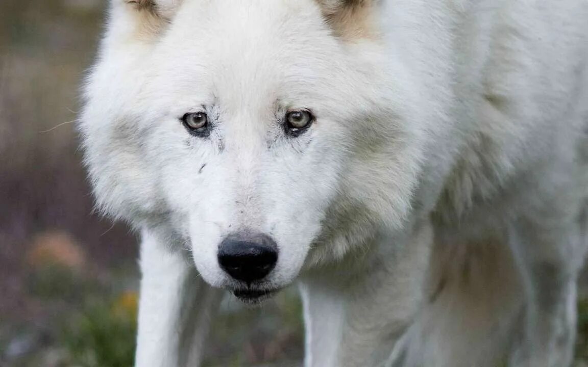 10 Interesting Fun Facts About Wolves You Probably Didn't Know Before Wolves, Fo
