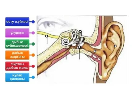 Жігіттер жұлқиды (бейне)