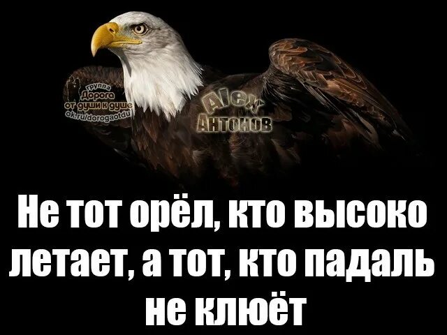 Приехав в орел у нас появилось много. Цитаты про орла. фразы про орлов. орел надпись. статусы про орлов.