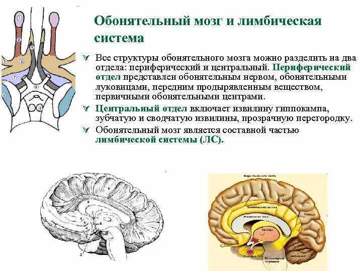 Обонятельный мозг. Периферический отдел обонятельного мозга. Структуры обонятельного мозга. Обонятельный мозг Центральный и периферический отделы. Обонятельный мозг анатомия.