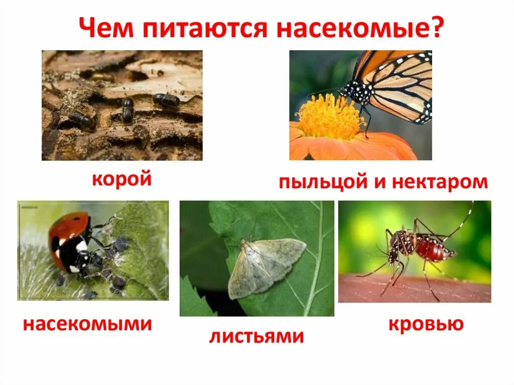 Насекомые картинки. Многоножки строение. Где обитают насекомые. Домики насекомых для детей. Насекомые для дошкольникл.