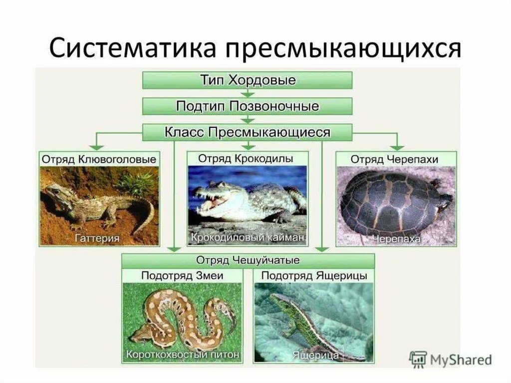 Класс пресмыкающиеся. Класс пресмыкающиеся презентация. Систематика пресмыкающихся. Систематика рептилий. Приведите по три примера животных пресмыкающиеся