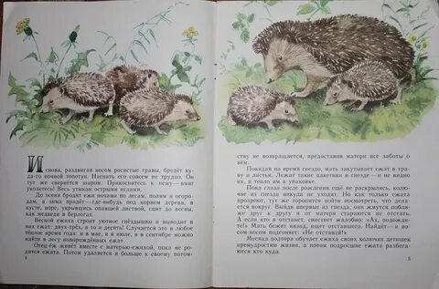 Акимушкина жил был ежик