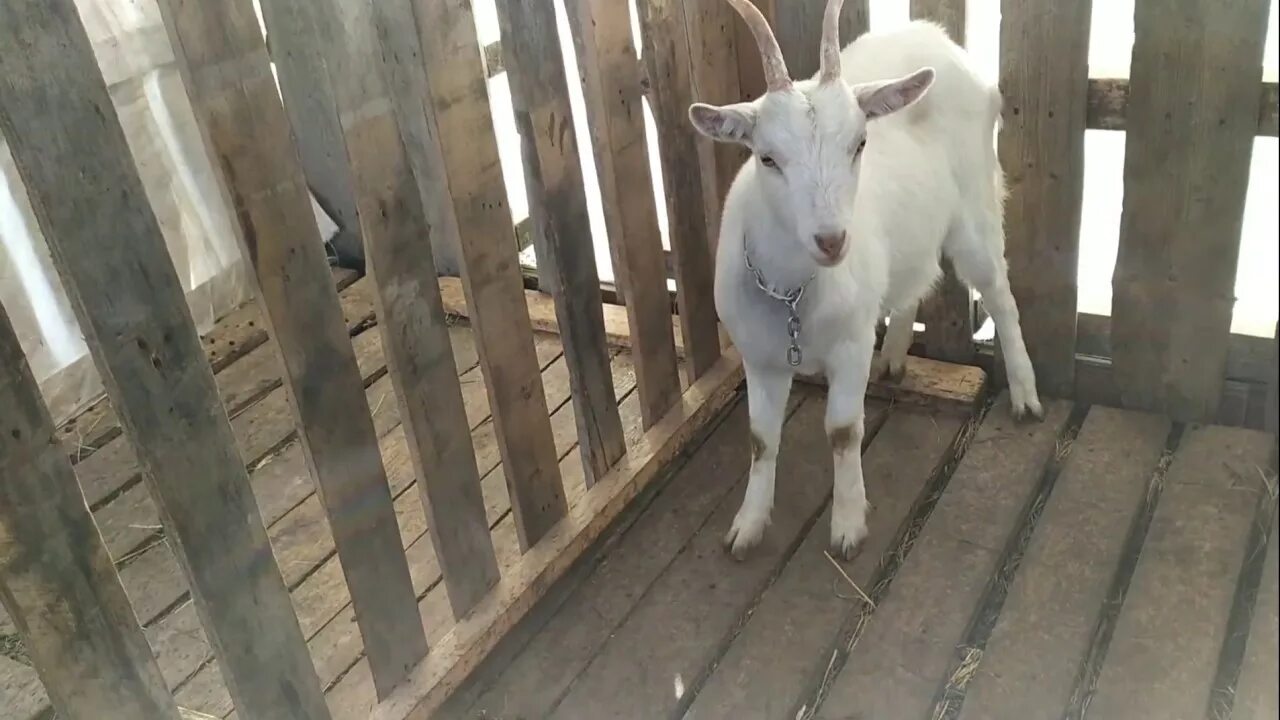 Пол козлят
