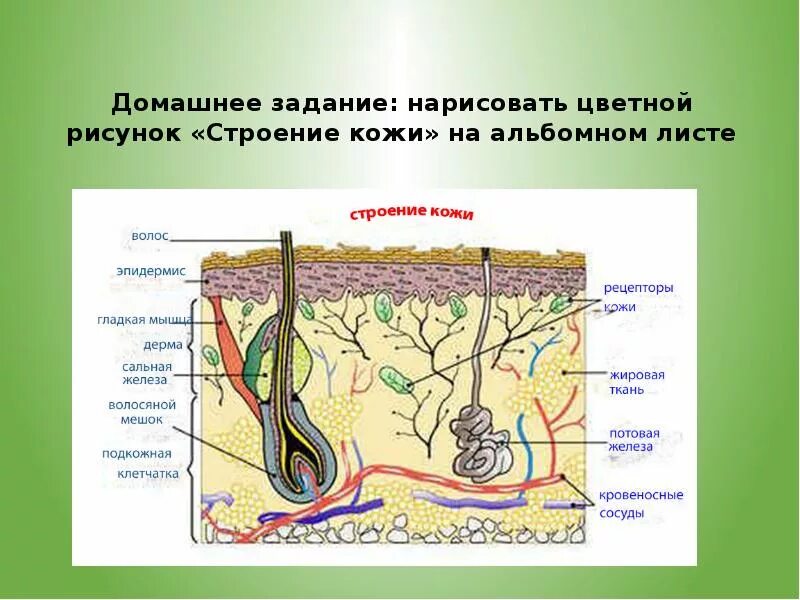 Урок строение и функции кожи 8 класс. Строение кожи. элементы строения кожи. схематическое изображение строения кожи. структура кожи.