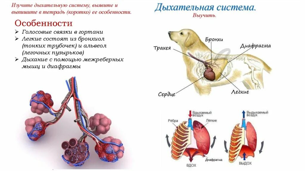 Класс млекопитающие внутреннее строение. Внутреннее строение млекопитающих. легкие млекопитающих строение. строение сердца млекопитающих. внутреннее строение млекопитающих презентация.