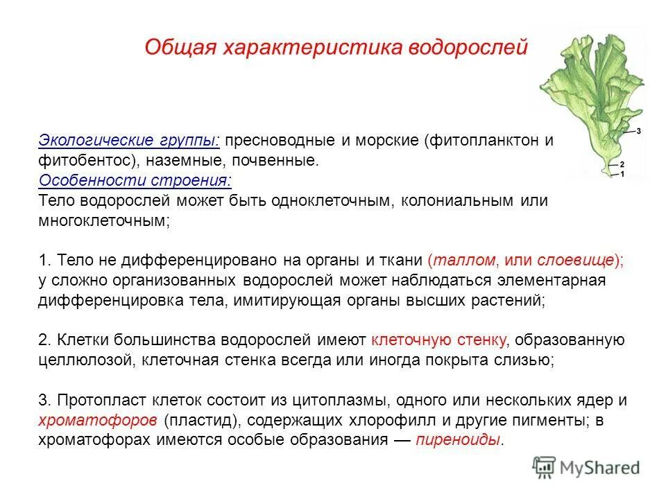 фитопланктон диатомовые водоросли. диатомовые водоросли экологическая группа. презентация на тему фитопланктон. фитопланктон представители. нестандартные задачи по водорослям.