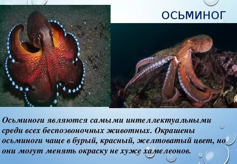 Историю осьминога. Осьминог интересные факты. Доклад про осьминога. Осьминог для презентации. Сообщение о осьминоге.