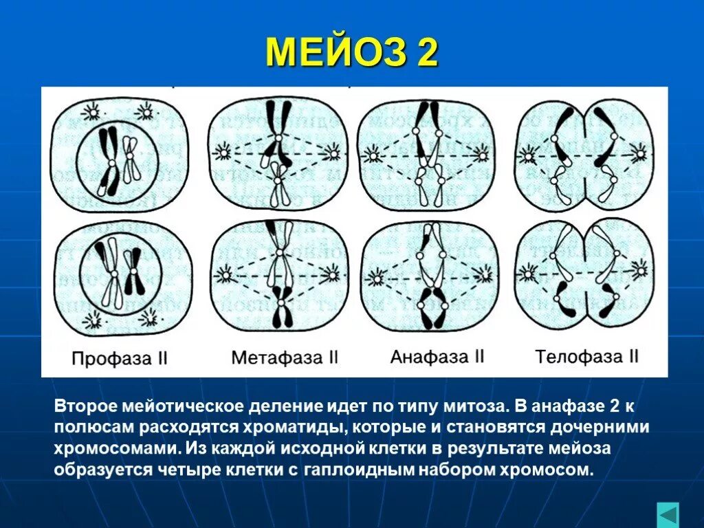 Расхождение дочерних хромосом