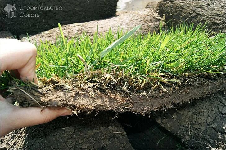 Через сколько взойдет газонная трава. Газон прорастает. Всход газона по дням. Как прорастает газон. Как прорастает газонная трава.