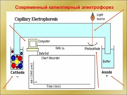 Капиллярный электрофорез