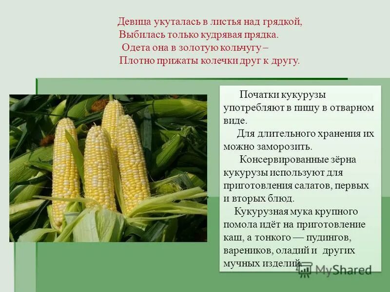 Какие листья имеет кукуруза. Какие листья имеет кукуруза