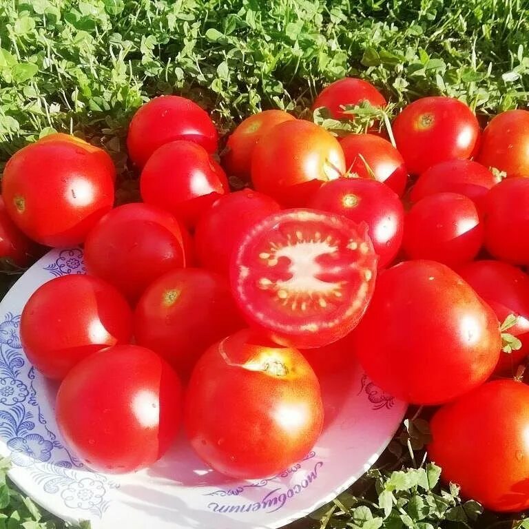 Помидор на английском языке. Томат по английски. Помидор на английском. Томат карточка для детей. Tomato произношение.