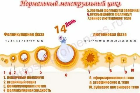 Сколько яйцеклеток в организме женщины