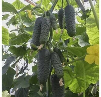 Огурец св 4097 f1 отзывы