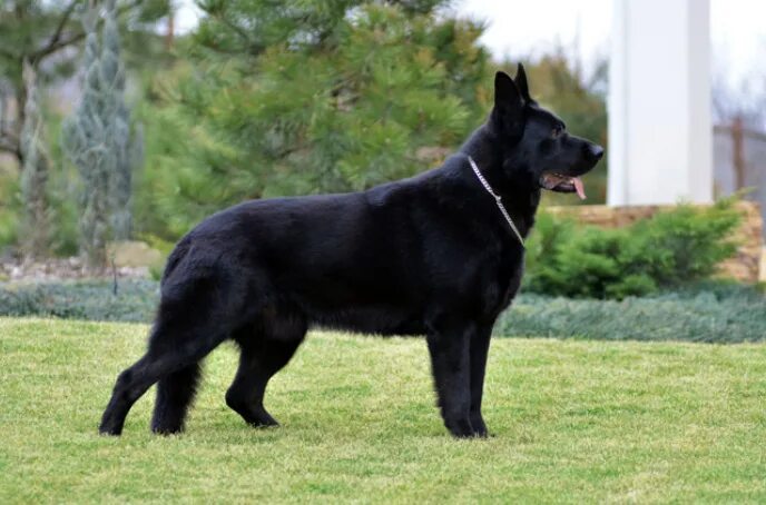 Европейский черный цвет. Немецкая овчарка черная гладкошерстная. Немецкая овчарка черная гладкошерстная. Египетская овчарка черная. Европейский черный цвет.