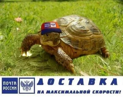 Черепаха курьерская