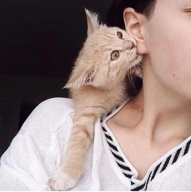 кот на плече. кот на плечах. котенок уткнулся. парень с котом на плече. кошка и хозяин.