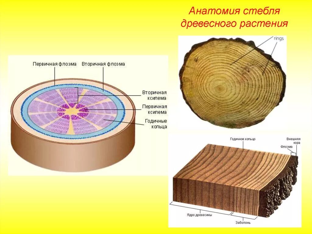 Срез кратко. Анатомия стебля древесных растений. Структура стебля древесного растения. Анатомическое строение стебля древесных растений. Клеточное строение стебля древесного растения.