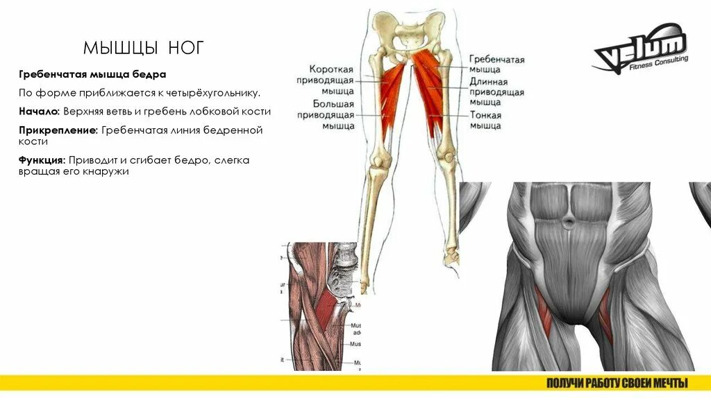Гребенчатая мышца и короткая приводящая. Гребенчатая приводящая мышца бедра. Гребенчатая мышца бедра функции. Гребенчатая мышца мышца бедра. Правая нога бедро мышцы