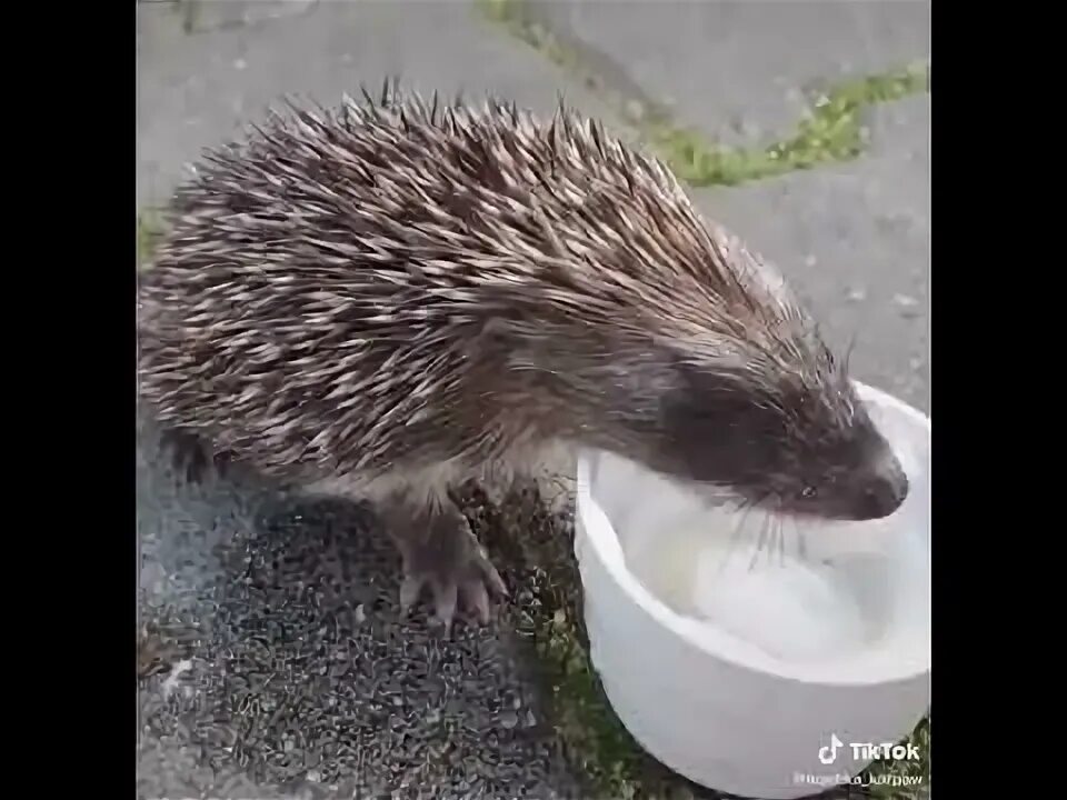 Помощь ежам