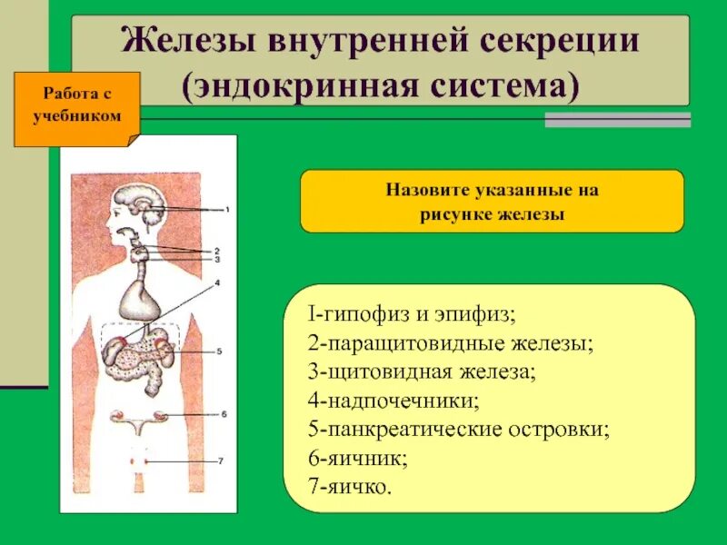 Жвс это. Железы внутренней секреции. Щитовидная железа внутренней секреции. Железы внутренней секреции щитовидная железа. Железы внутренней секреции надпочечники.