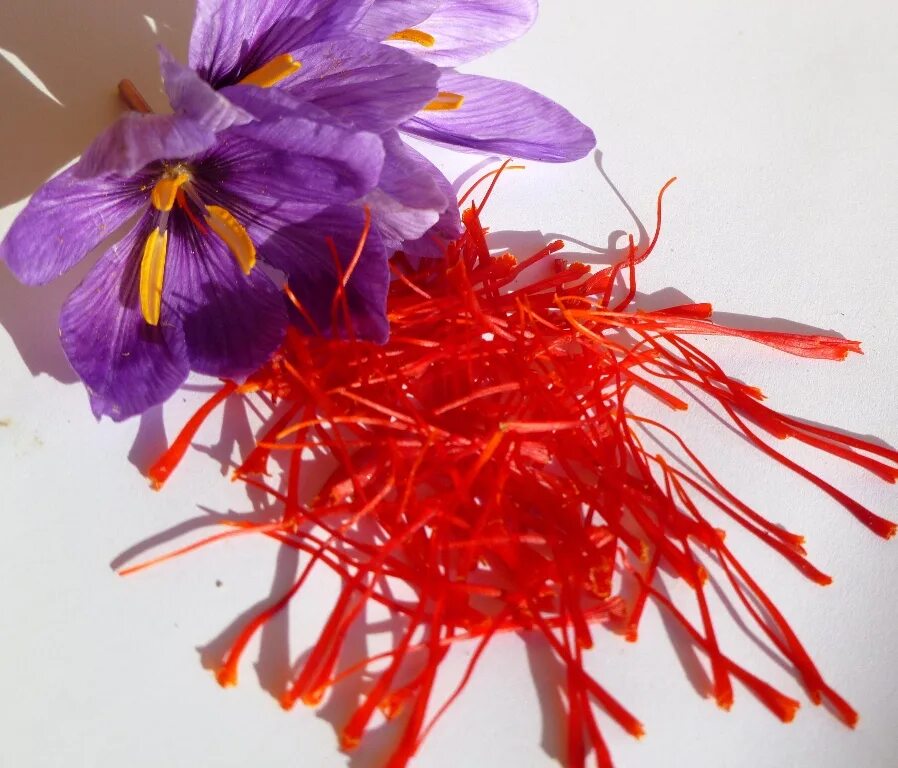 Шафран слушать. Saffron Vadher. Saffron sphoon. Шафран сверху цветок. Нитки шафрана.