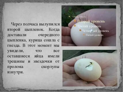 Сколько часов вылупляется цыпленок