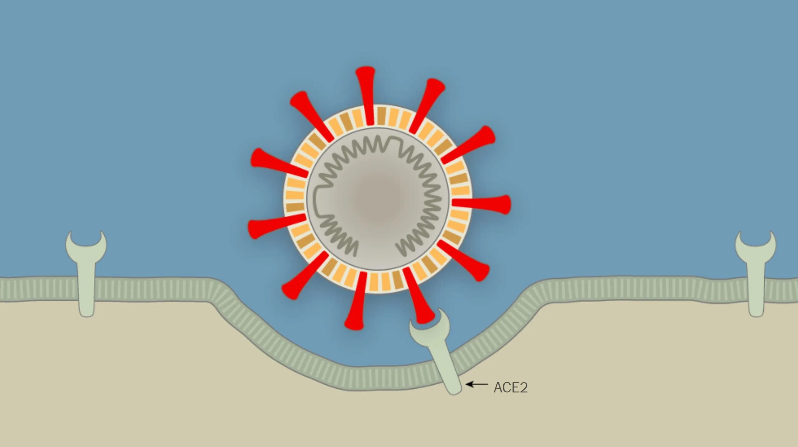 Коронавирус проникновение в клетку. Сарс ковид 2. Коронавирус проникает в клетку. Рисунок попадания вируса в клетку. Коронавирус 2 типа