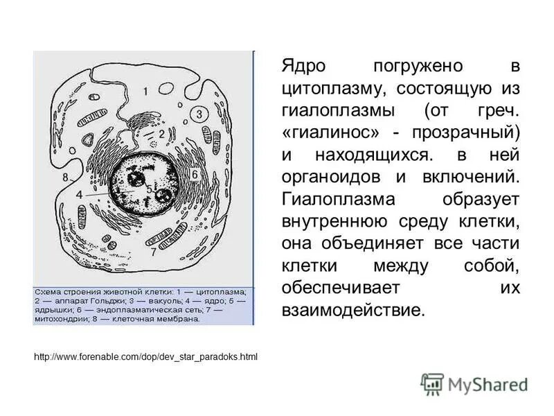 Клеточное строение организма 8 класс конспект. Строение клетки гиалоплазма. гиалоплазма строение и функции. гиалоплазма участие в клеточном метаболизме. схема строения гиалоплазмы.
