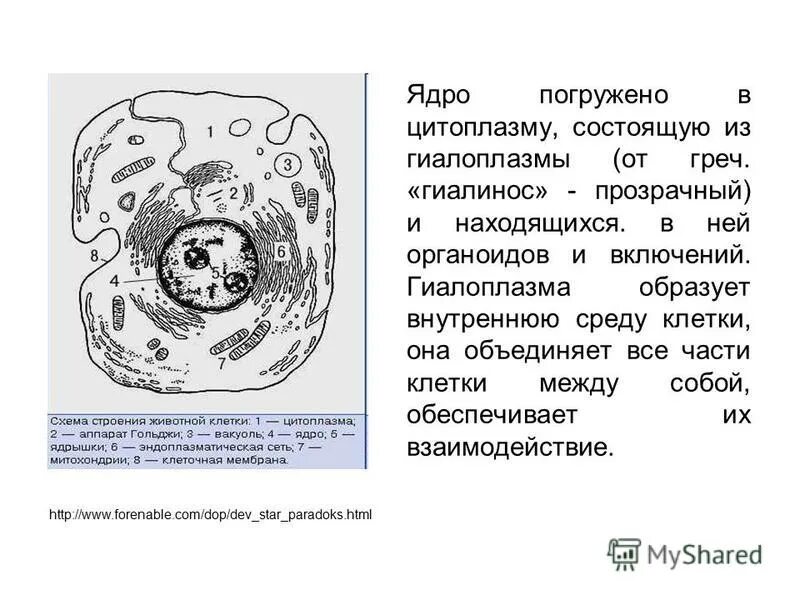 Образует внутреннюю среду клетки. Строение клетки гиалоплазма. Гиалоплазма строение и функции. Цитоплазма гиалоплазма. Строение гиалоплазмы.