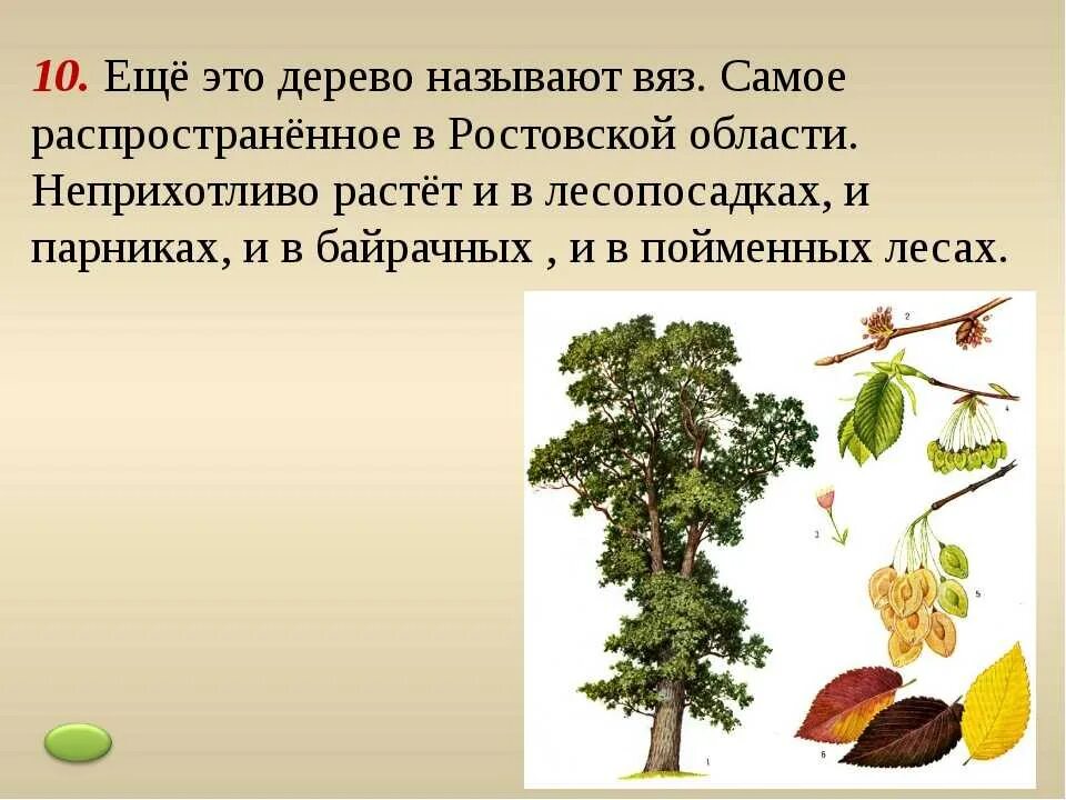 Характерные признаки деревьев