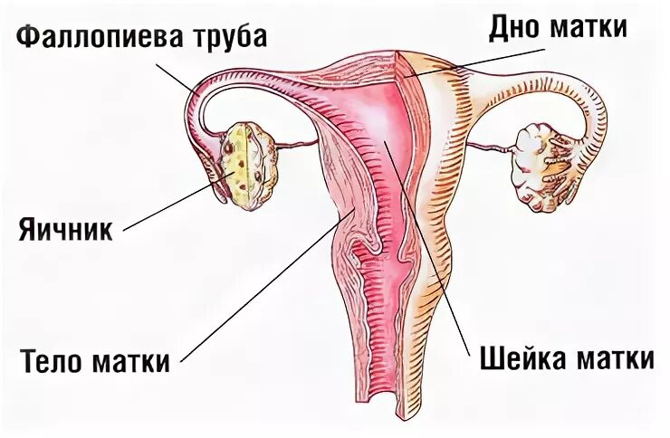 Спазм матки причины