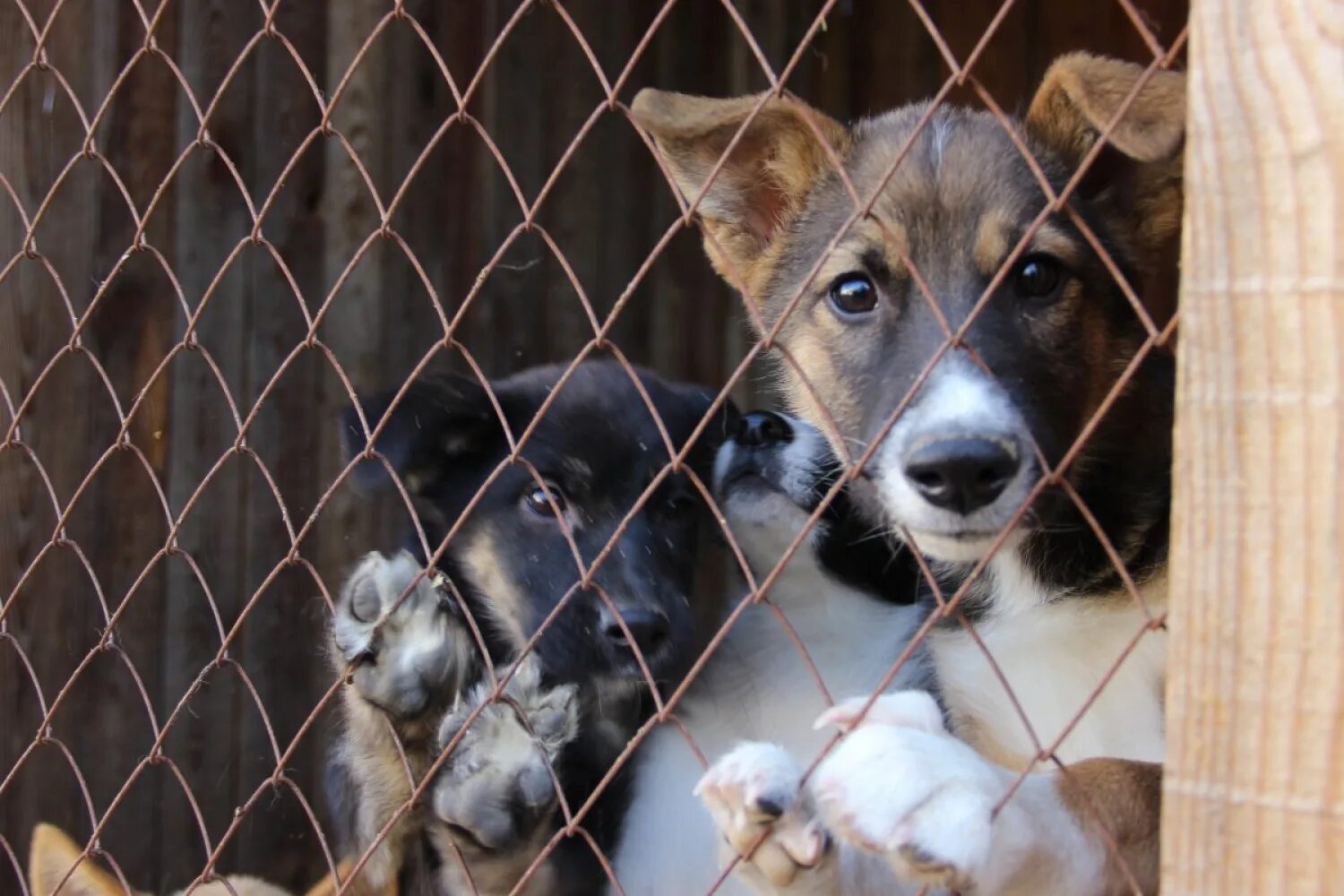 Кот и пёс приют для бездомных животных. Сайт приюта бездомных животных. Приют для бездомных животных в москве. Приют для приют в москве приют москве. Приют для бездомных собак в москве.