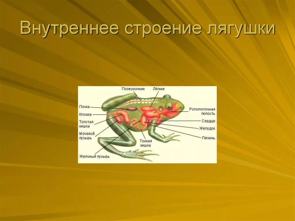 Земноводные печень. Класс земноводные внутреннее строение лягушки. Лягушки квакши внутреннее строение. Внутреннее строение строение земноводных. Внешнее и внутреннее строение лягушки 7 класс биология.