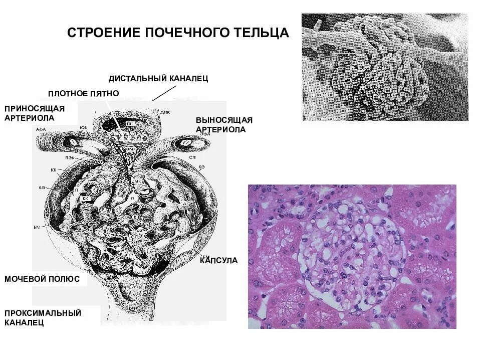 Почечное тельце строение гистология. Плотное пятно почки гистология. Строение нефрона гистология плотное пятно. Строение почечного тельца гистология. Почечное тельце почки