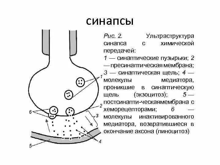 Синаптические пузырьки. Схема химического синапса физиология. Структура химического синапса рисунок. Схема строения синапса. Схема строения химического синапса.