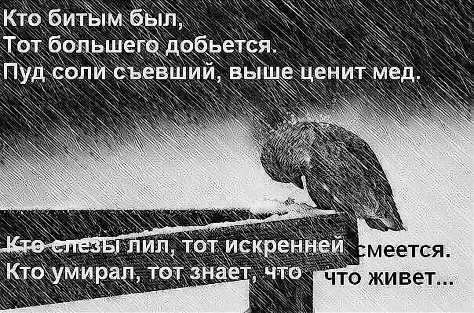 Пуд соли съевший выше ценит. Пуд соли съевший выше ценит. Пуд соли сьевший выше ценит мёд. Цитаты о жизни с большим смыслом. Кто жизнью бит тот большего.