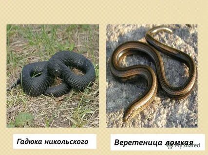 Как отличить гадюку от ужа и медянки