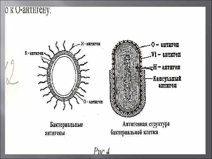 Антигенная структура бактериальной клетки. Строение антигенов бактериальной клетки. Жгутиковый антиген микробной клетки. Антигенное строение бактериальной клетки. Антигенные свойства бактерий