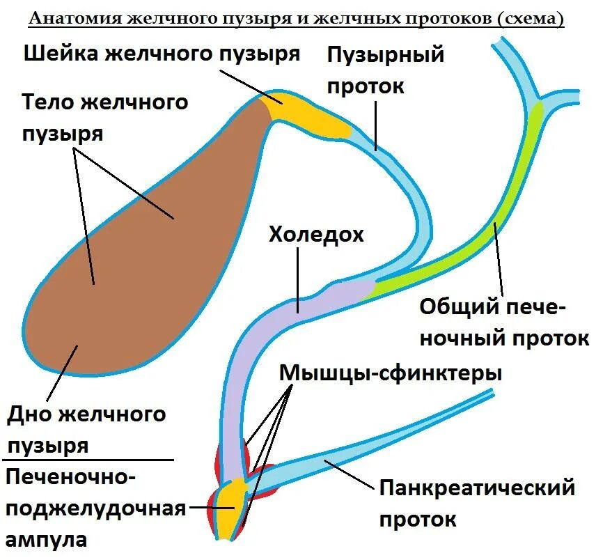 Строение желчного пузыря и протоков. Желчный пузырь и холедох анатомия. Анатомия желчного пузыря и желч протоков. Общий желчный проток строение. Нарушение желчеоттока