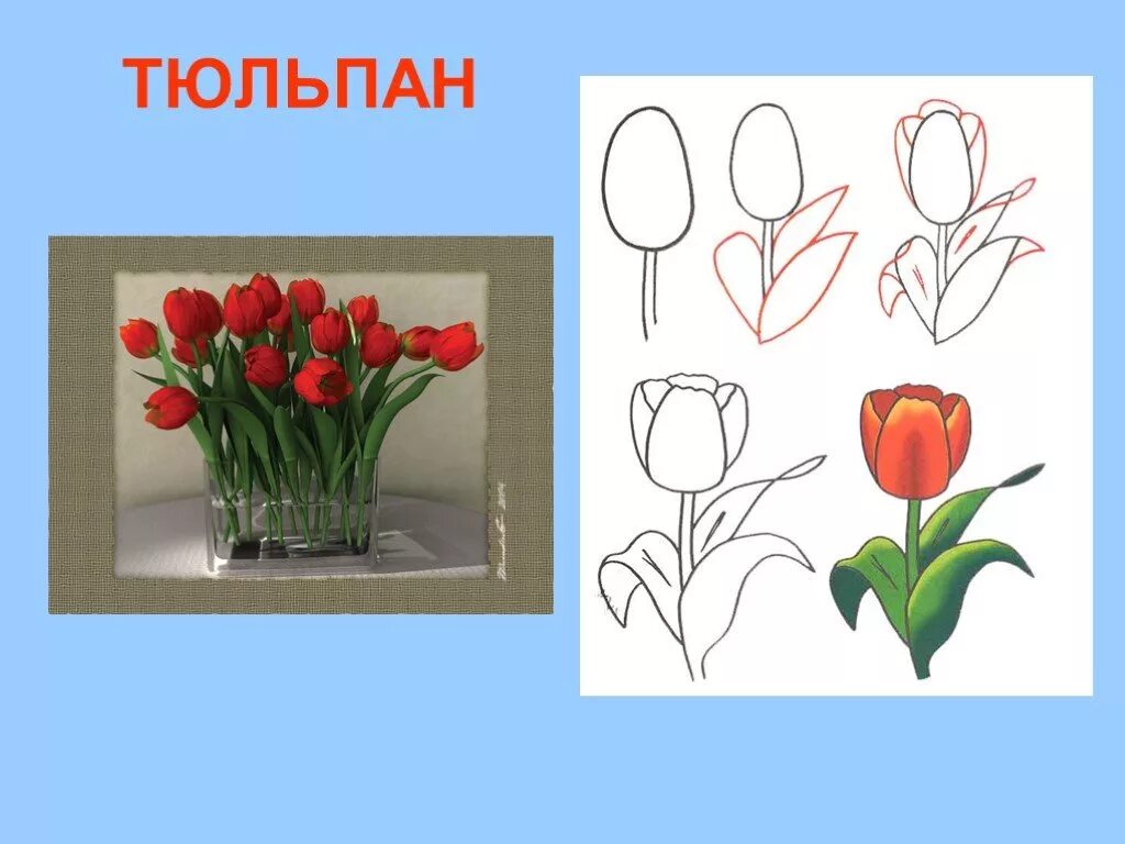 Нарисовать презентацию. Цветы 2 класс изо. Тюльпаны изо. Рисование тюльпаны в старшей группе. Цветы для мамы изо.