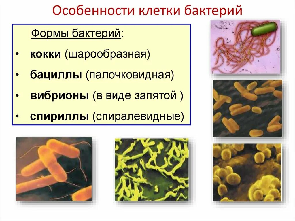 Черты бактерий. Особенности строения бактерий. Особенностимстороения бактерии. Бактериальная клетка. Клетка царства бактерий.