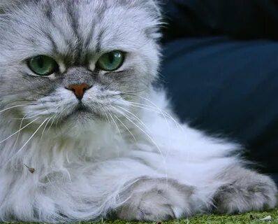Silver cat